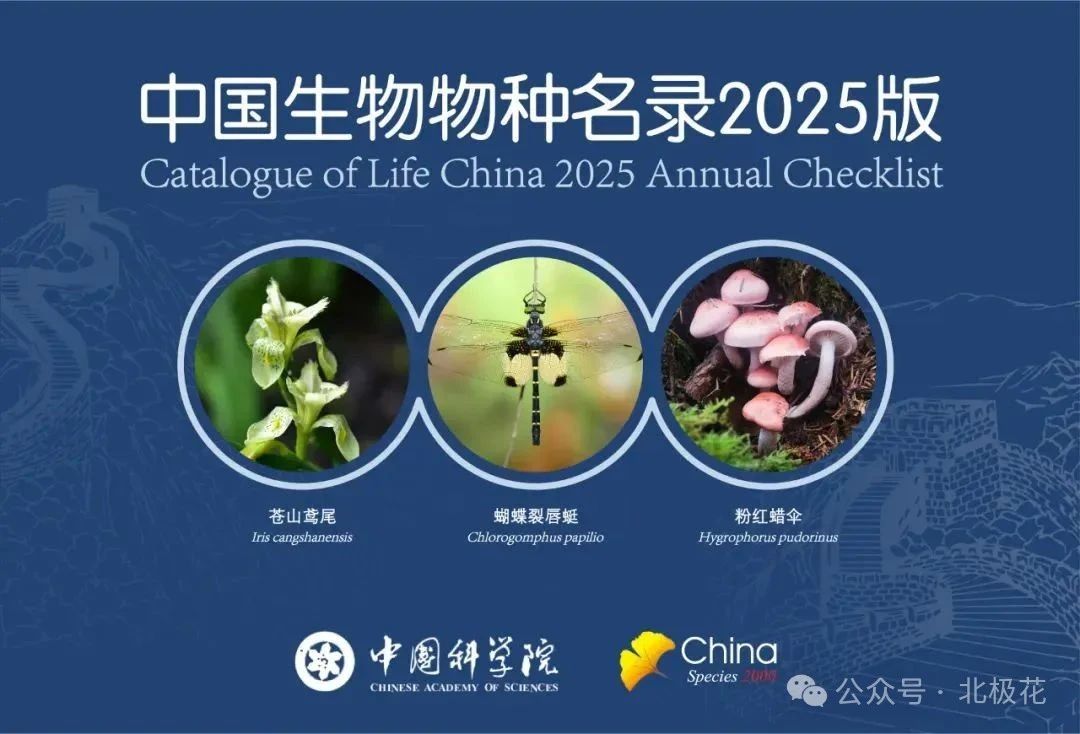 北极花系统新增《中国生物物种名录 2025 版》
