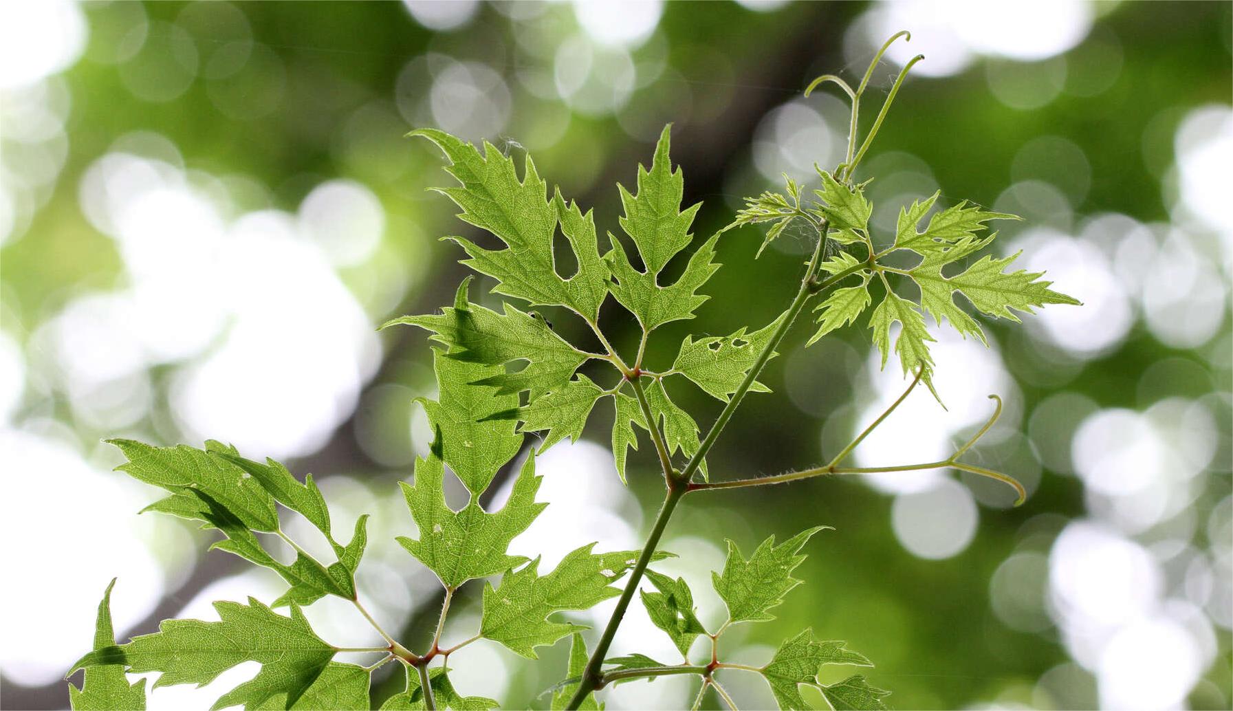 百花山保护区重点保护植物调查