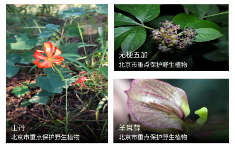 密云高等植物调查