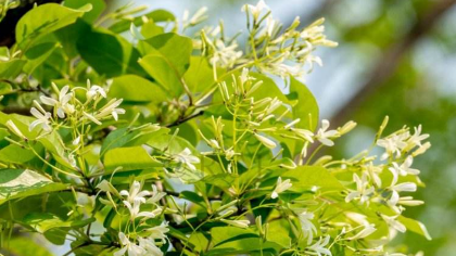 《北京市重点保护野生植物名录》正式发布