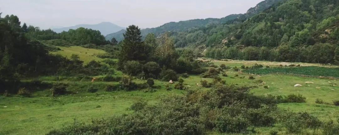 北京招募|欢迎和我们一起开展植物多样性调查