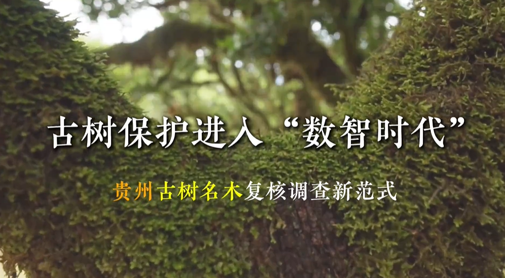 导航找树、AI认树,智能调查APP助力贵州高效推进古树名木复核