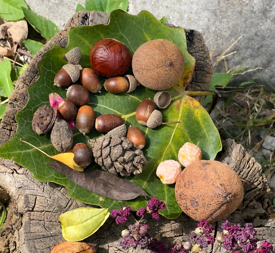 用北极花“识秋”:原来你捡的宝贝,都藏着这样的故事