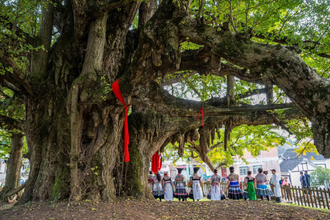 【喜报】古树名木复核APP获《中国绿色时报》专题报道